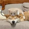 Joyful animals