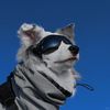 Dog’s daily life