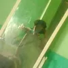 iskadush08