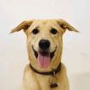 pawtentialstar
