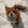 daisyrobin8