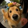 Puppy daily life