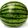watermelon_king47