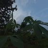 afiliet.pemula728