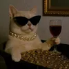 cattyboxx