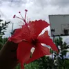 nufbmoakinna3