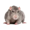 that.daily.rat