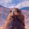 dlo-Rojava
