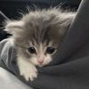 mioshinkaa