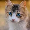 animals_entertainment_90