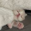 Поппи - пожиратель Вселенных🐱