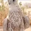 alnadgwdxrx