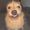 dogeboy2