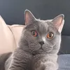 feline8345