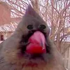 yostoojucnt