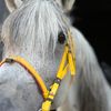 خيل وخياله 🐎