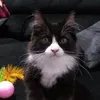 alexandreciciliat3