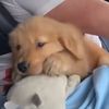 puppyik4ever