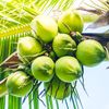 coconutcutsdaily