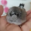 ぺー