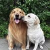 Simba and Tangyuan