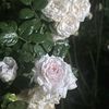 loveflowers083