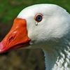 Goose of Discontent