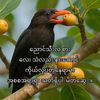 တွဲလက်ညီ ကိုချိုင်း