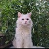 catu608