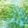 linkclicks_