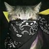 apissscintapersib