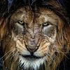 lion959504