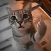 throwsuponyourcarpet