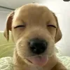 n_hoai_an_