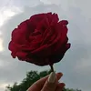 vfbcj