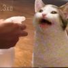 popcatoof