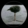 werid_bird_man