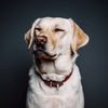 akdogsshelter