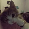 lexi_ilove_mycat