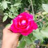 mariya88920