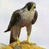 user1270031196753