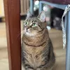 🐾✨Mia, Pusio, Psotka ✨🐾