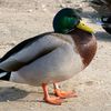 adrik9272