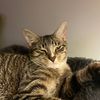 cosmothecat0