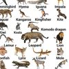 Animals baby