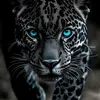celso_11mm