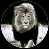 imran.alnasir