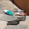 didomino59
