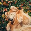 mason the blind golden
