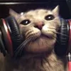 1_xarek1